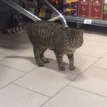 Фото: найдена кошка «Найдена кошка Курган» в г. Курган